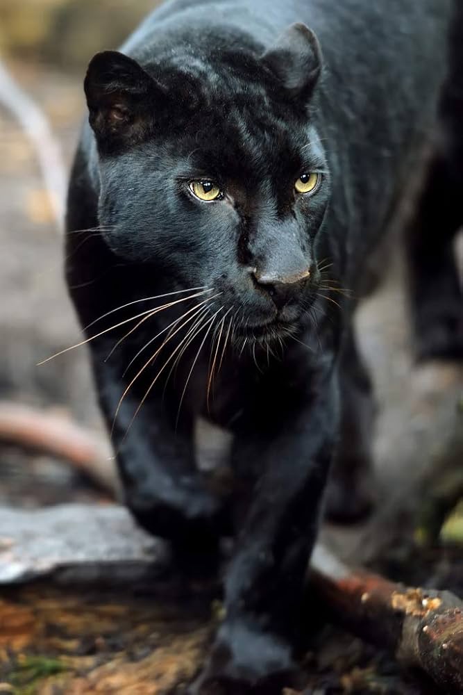 MIDNIGHT CAT